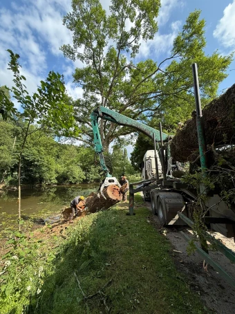 Gerard Elagage Paysage En Mayenne Elagage Abattage5 142